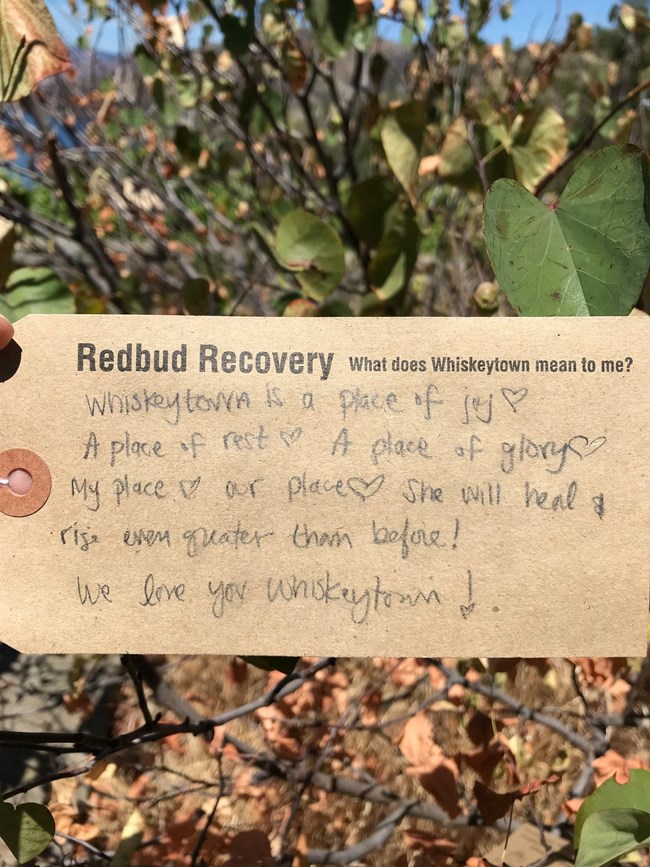 A "leaf" of the Redbud Recovery Tree. Leaf text written by a community member and reads: "Whiskeytown is a place of joy, a place of rest, a place of glory. My place. Our place. She will heal and rise even greater than before."