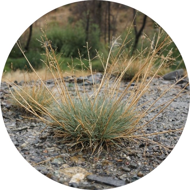 Close-up photo of Howell's Alkali Grass.