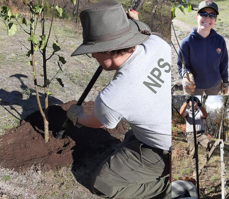 Whiskeytown employees planting apple trees, all smiles, and installing the deer fence.
