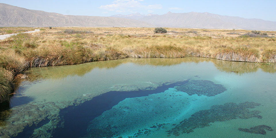 Top 43 Flora Y Fauna De Utah Anmb Mx