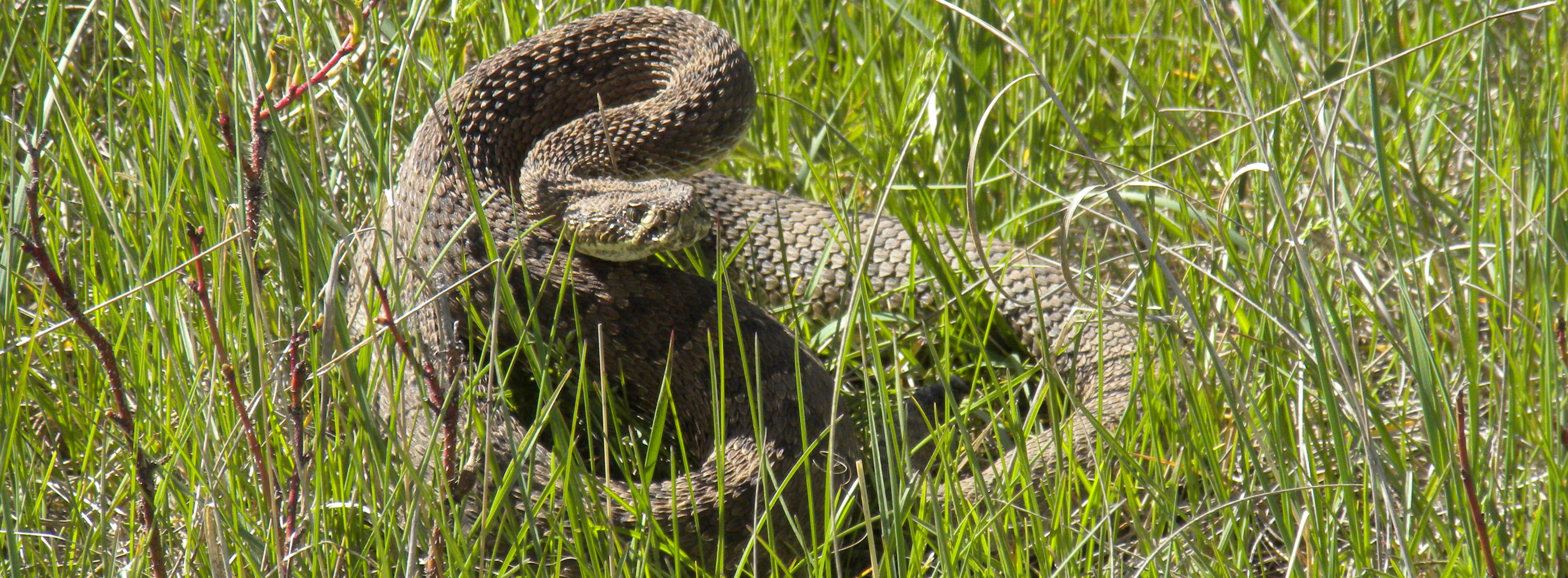 Reptiles and Amphibians - Wind Cave National Park (U.S. National Park