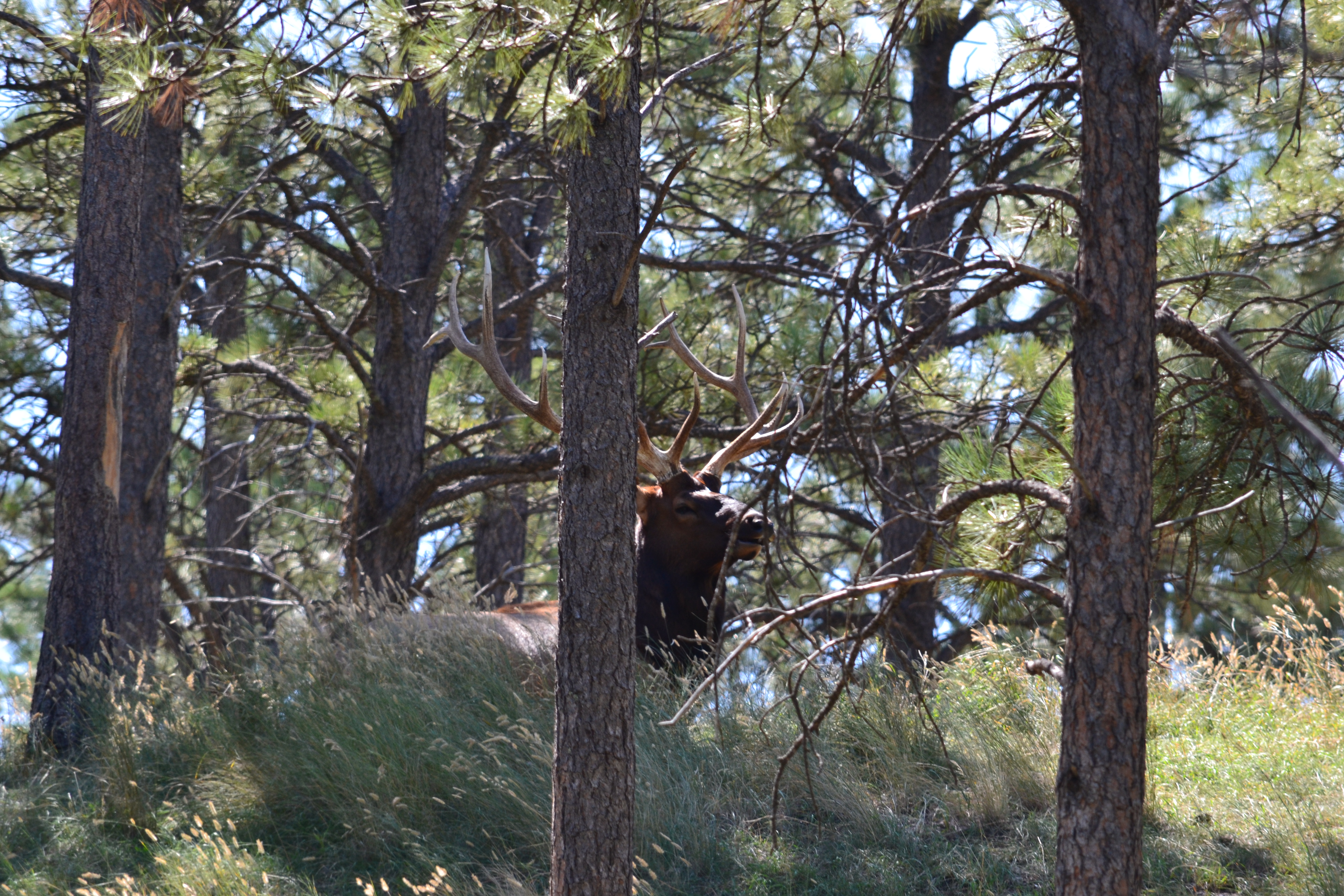 Wind Hardy Trees: Learn About Trees That Can Tolerate Wind