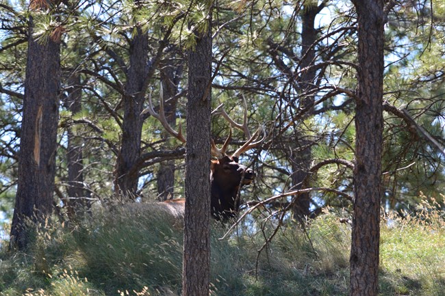 an adult male elk resting among trees during the day