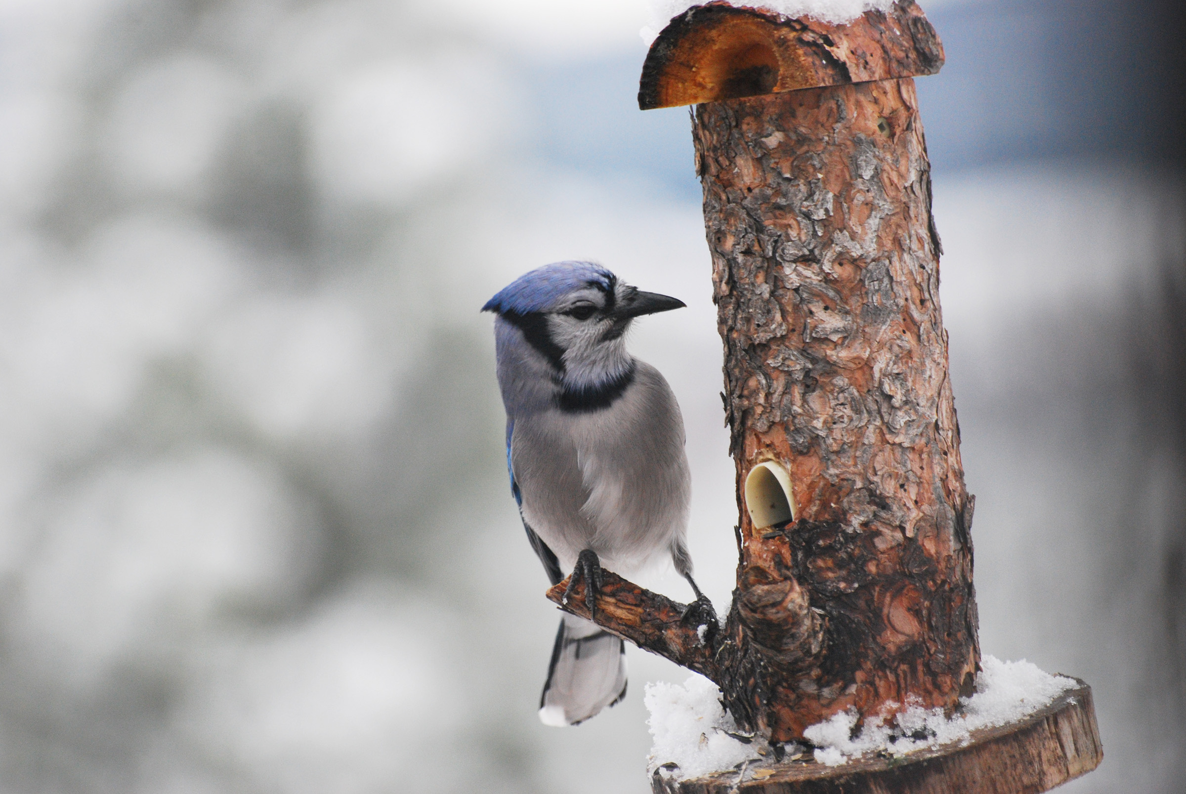 Blue Jay on a wooden feeder.