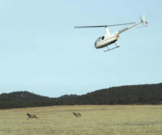 A white helicopter is chasing two elk across the prairie.