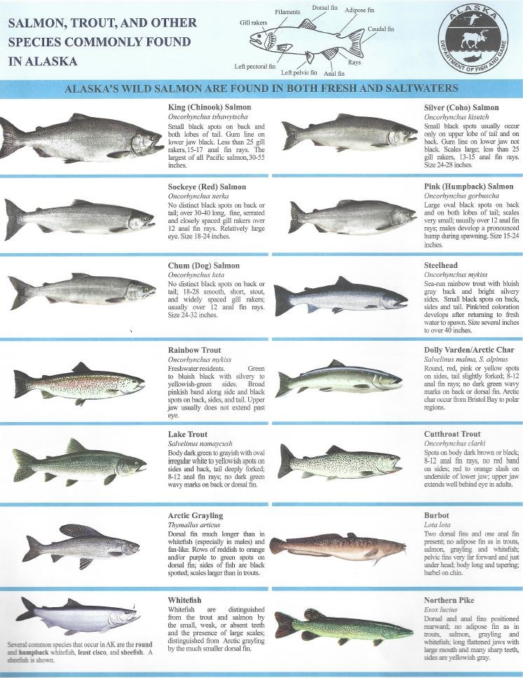 Alaska Steelhead Fish Fact Sheet - Steelhead Fishing