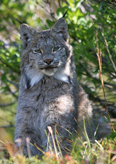 Be Bear Aware - Wrangell - St Elias National Park & Preserve (U.S. National  Park Service)