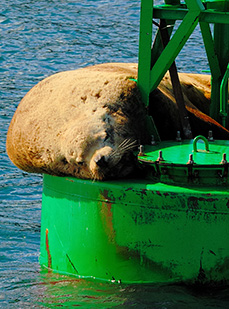 Be Bear Aware - Wrangell - St Elias National Park & Preserve (U.S. National  Park Service)