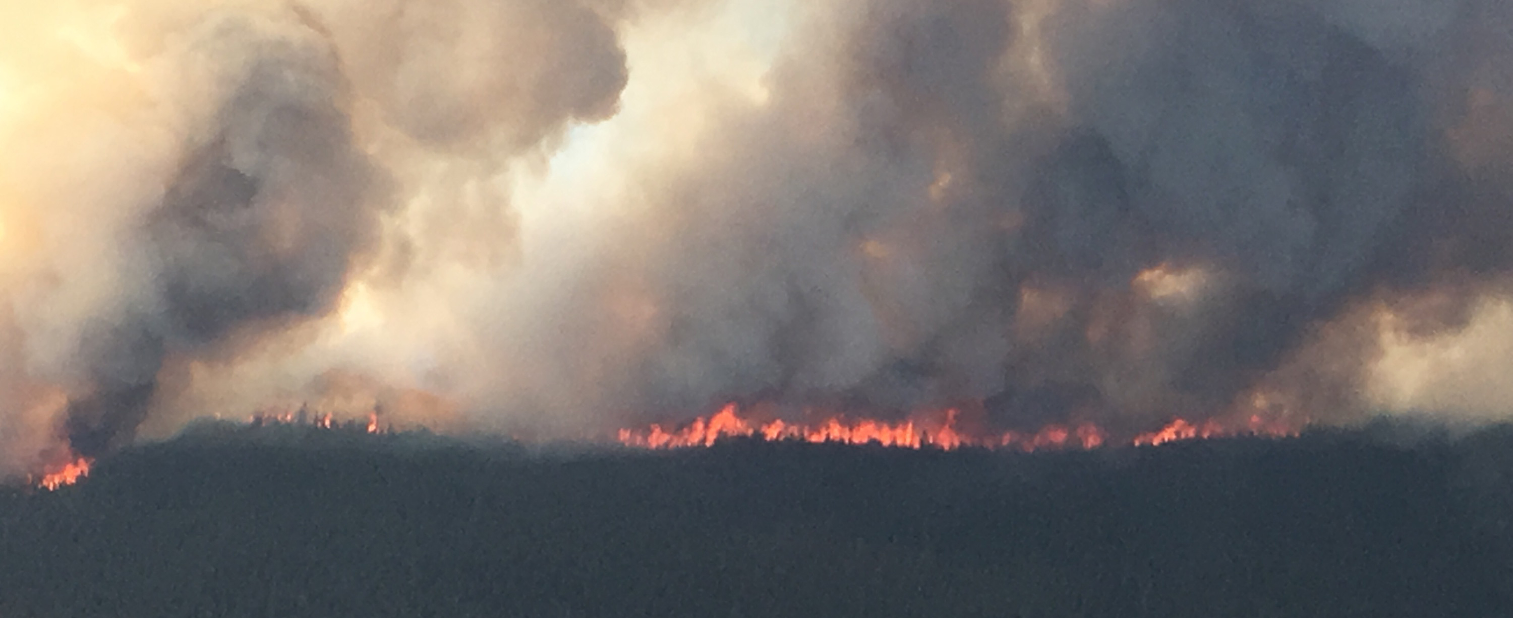 A wildfire burns in the trees on the horizon.