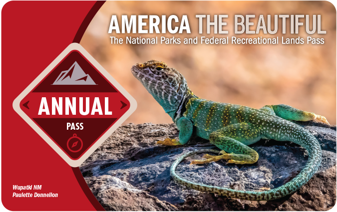 The front image of the 2024 America the Beautiful Annual Pass with a red color scheme and the photo of a green and yellow striped lizard sitting on a rock.
