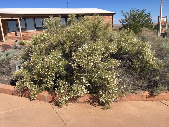 Large shrub with small white flowers in front of the Wupatki visitor center.