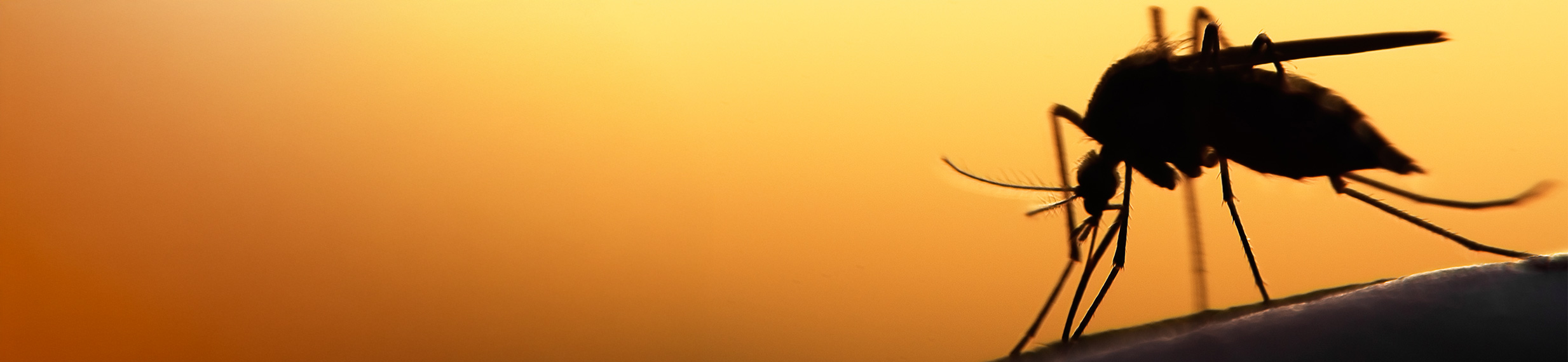 A silhouette of a mosquito A silhouette of a mosquito