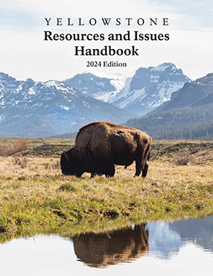 Bull bison standing in a meadow. Cover of Yellowstone Resources and Issues 2024.