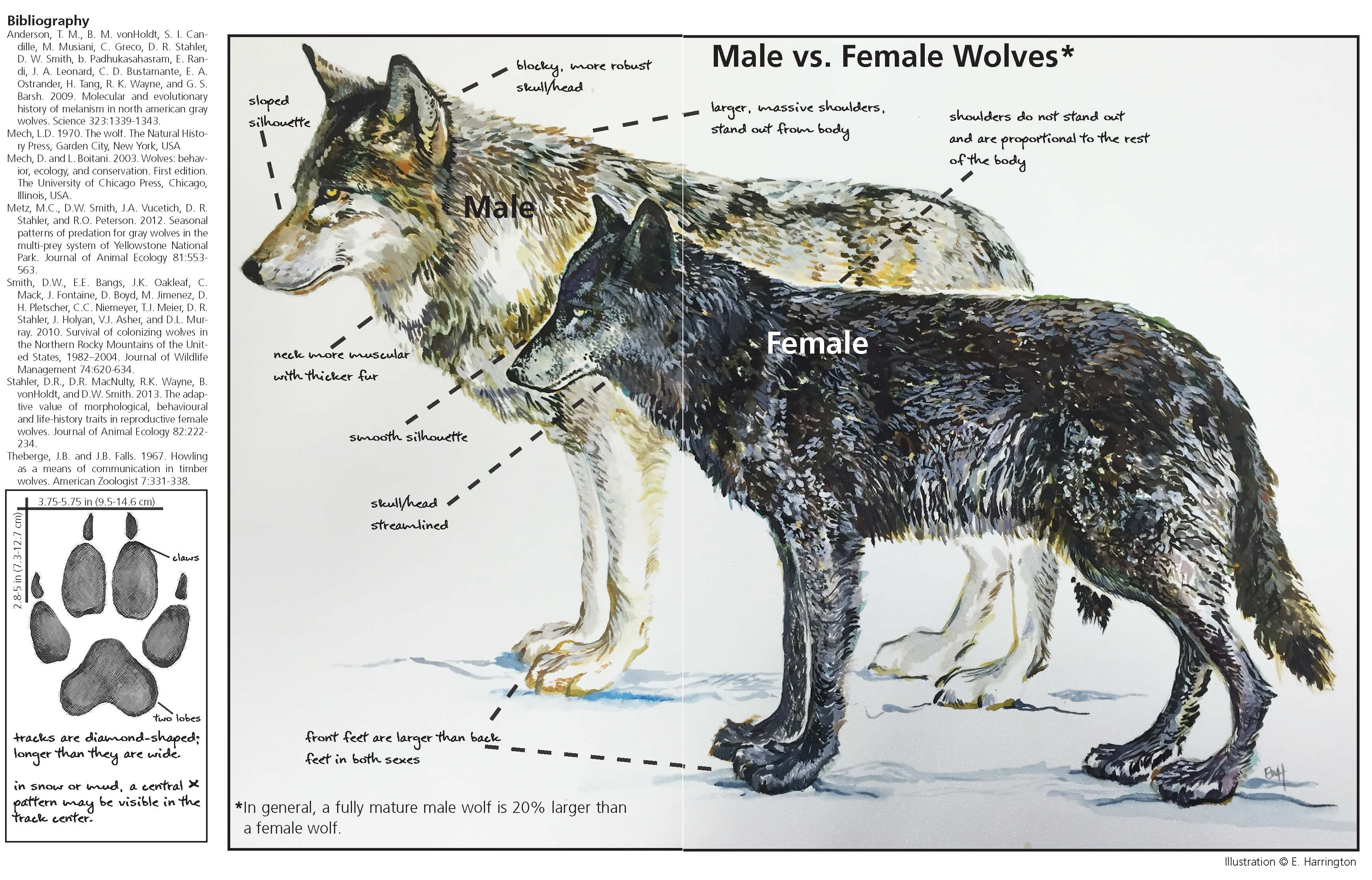 grey wolf size compared to human