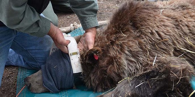 IGBST team members processing a sedated grizzly.