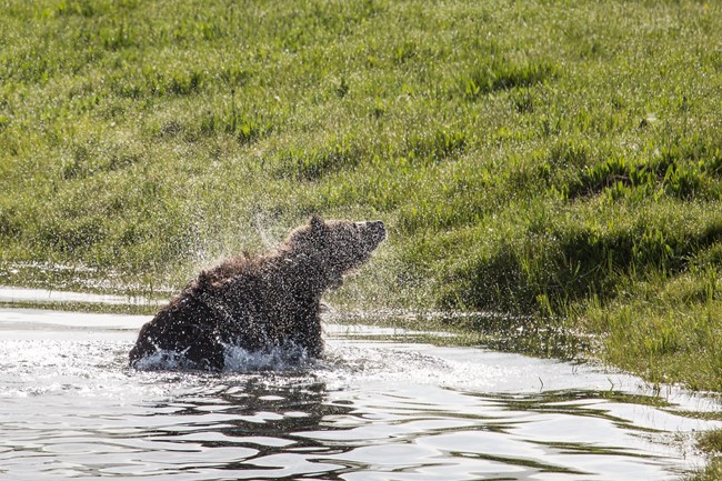 A grizzly bear cooling of in a small pond.