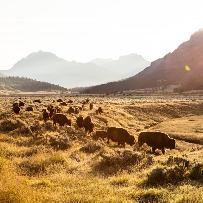 a herd of bison moving through a field at sunrise