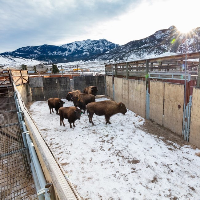 bison in a holding pen near snowy mountains