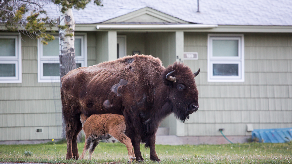 night at the museum bison