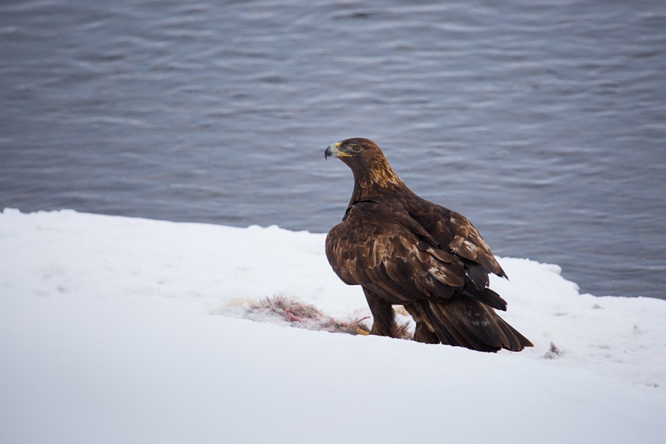 Golden Eagle Yellowstone National Park Us National Park