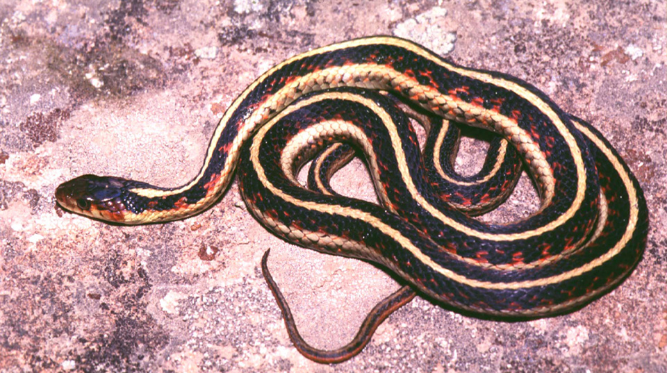 https://www.nps.gov/yell/learn/nature/images/Common-garter-Snake-Idaho-sm.jpg