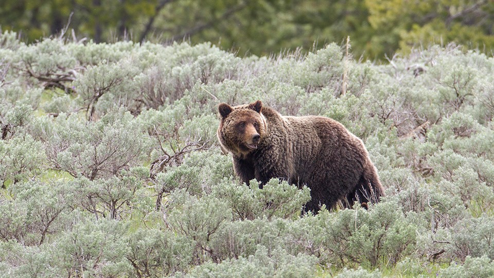 Big Standing Brown Bear On Mountain Top Animal / Wildlife / Nature