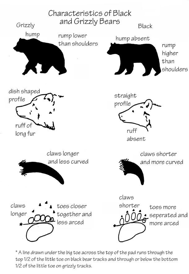 Bear vs. Bare - What Is the Difference? (with Illustrations and Examples)