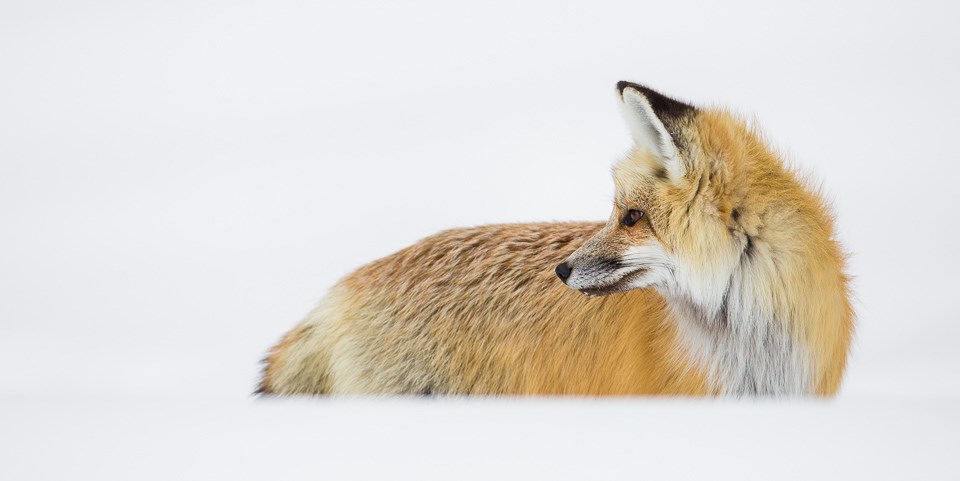 Red Fox - Yellowstone National Park (U.S. National Park Service)