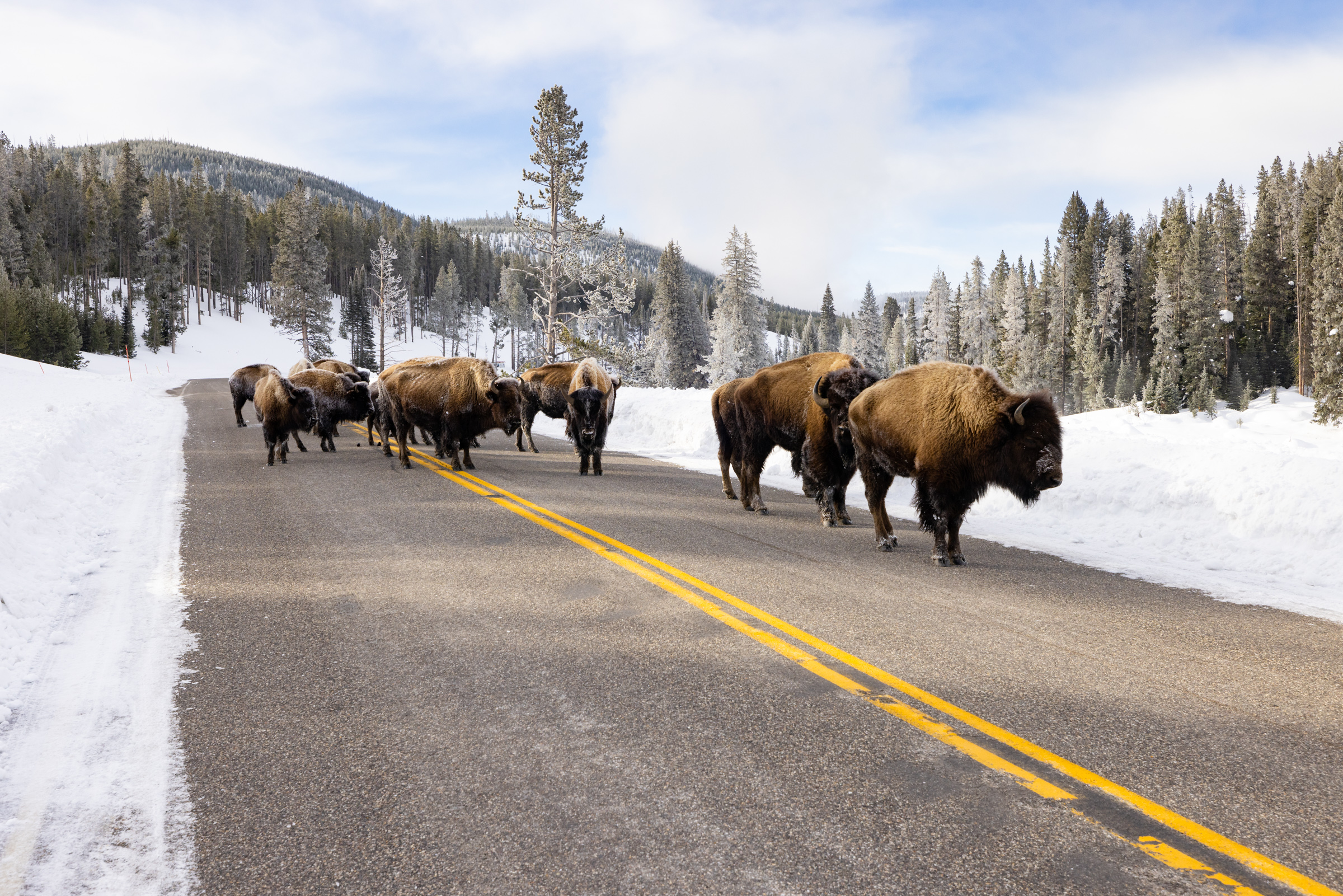 bison walking on snowy road