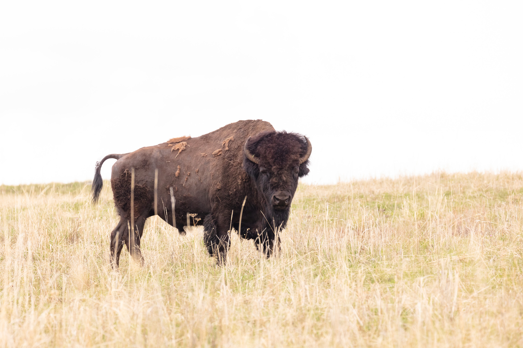 a large bison walking through a grassy field