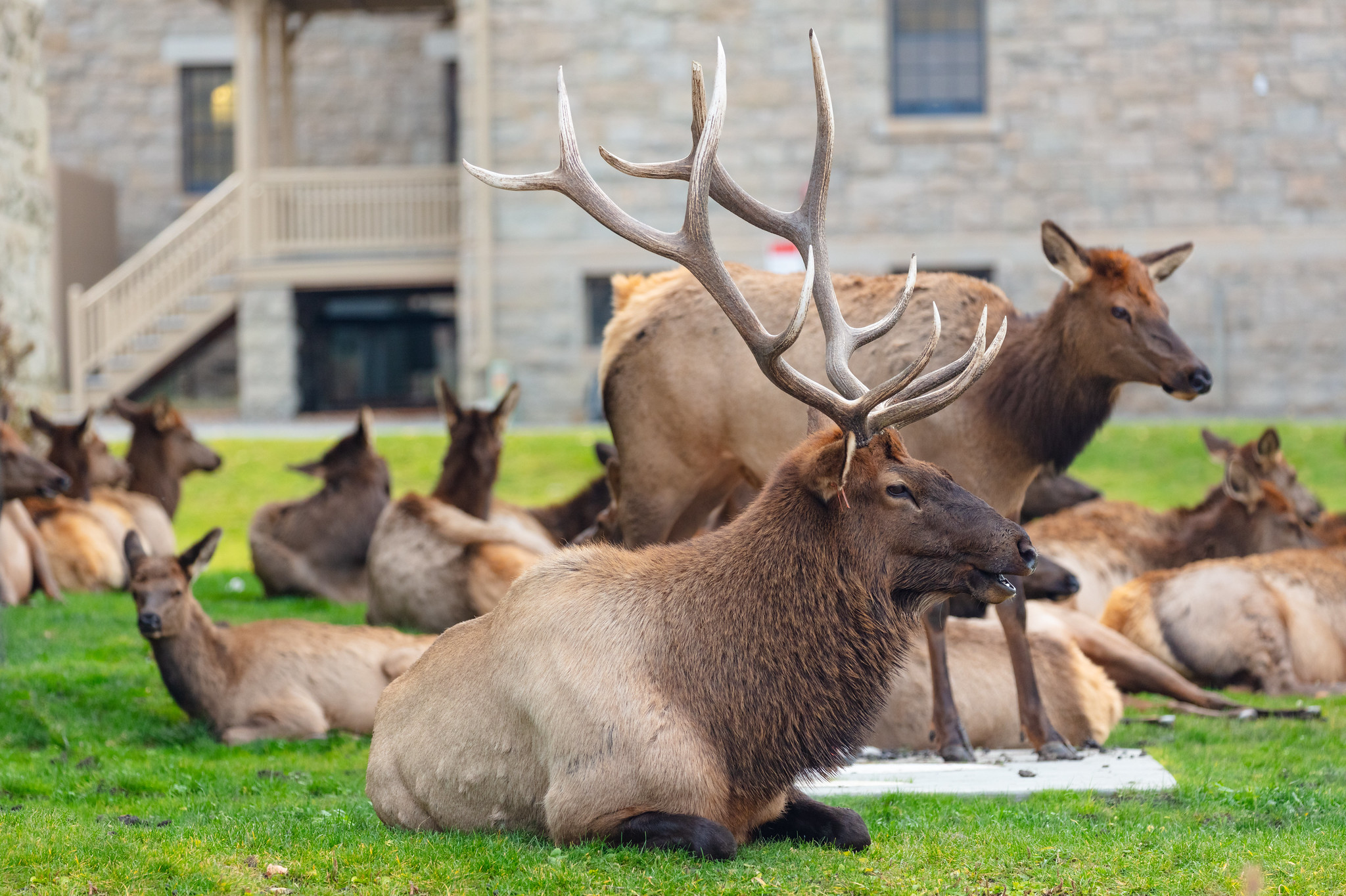 Bull elk and harem near administration parking lot