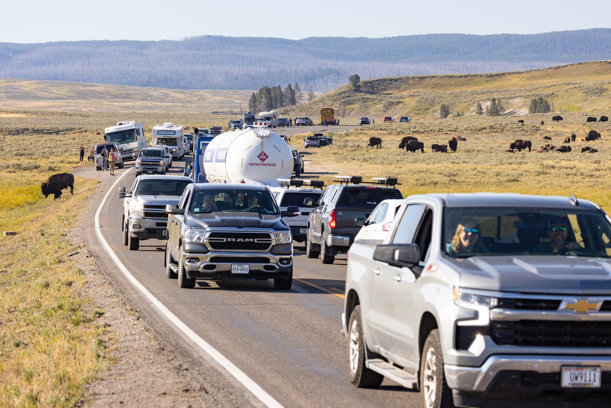 Bison jam in Hayden Valley during rut