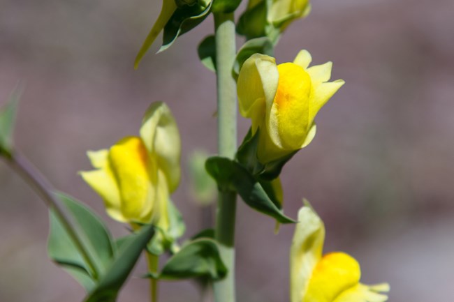Yellow toadflax (Linaria vulgaris) - invasive species Yellow toadflax (Linaria vulgaris) - invasive species