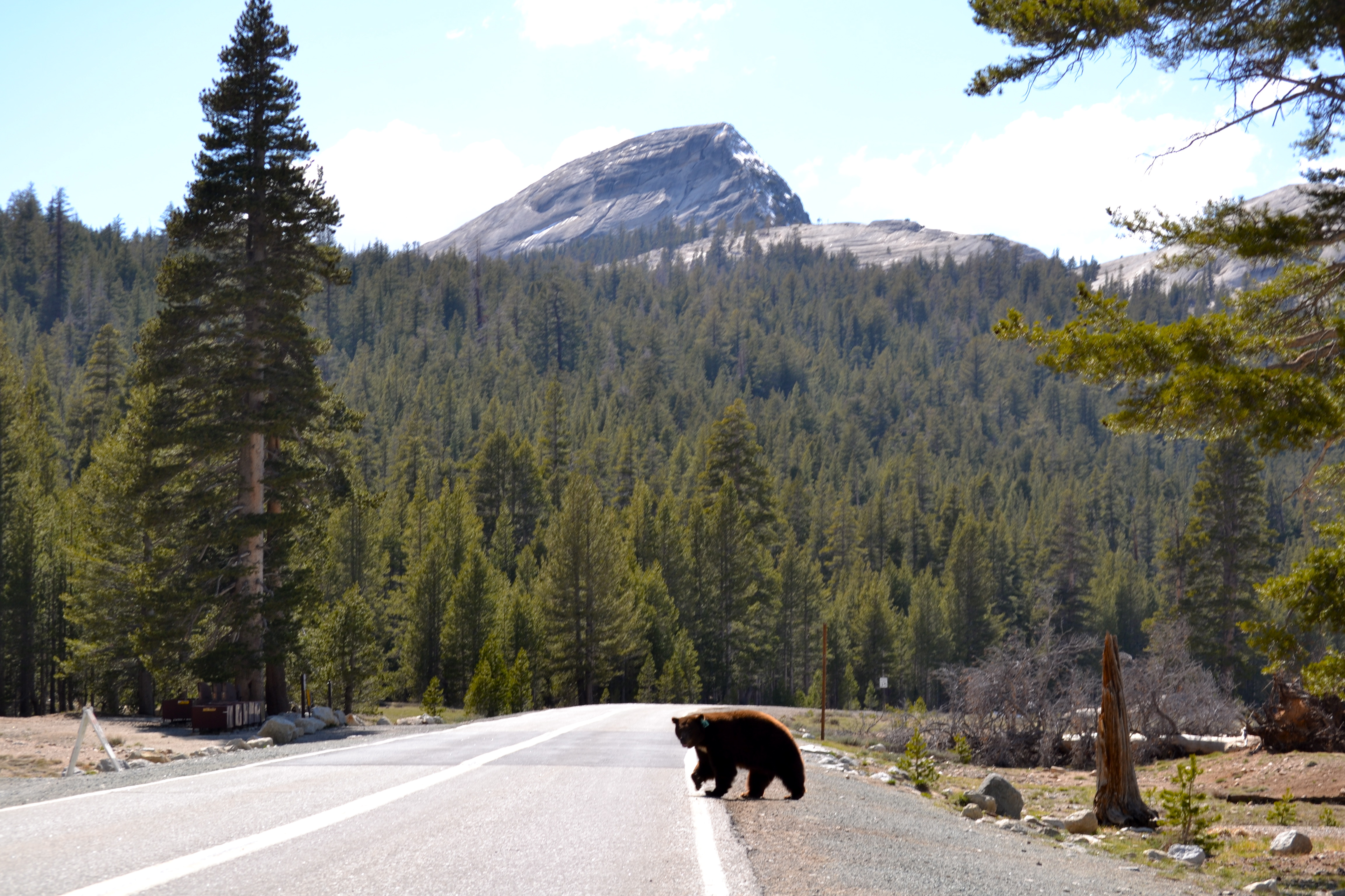 Bear Crossing the Road