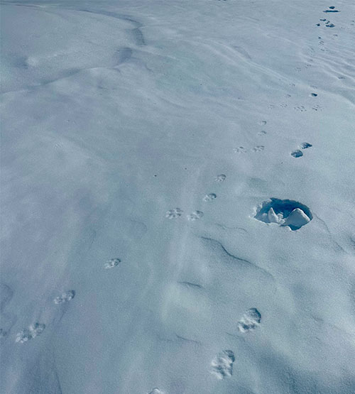 Even White tailed jack rabbit tracks break through wind crust on March 10, 2025. Even White tailed jack rabbit tracks break through wind crust on March 10, 2025.