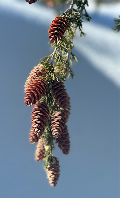 Mountain hemlock on December 21, 2024. Mountain hemlock on December 21, 2024.