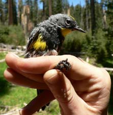 Yellow-rumped Warbler 