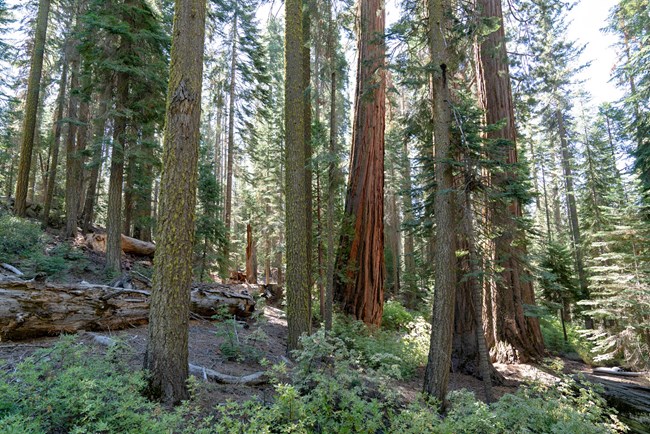 Varias secuoyas grandes, que se notan por una corteza gruesa y roja, se destacan entre los árboles más pequeños.