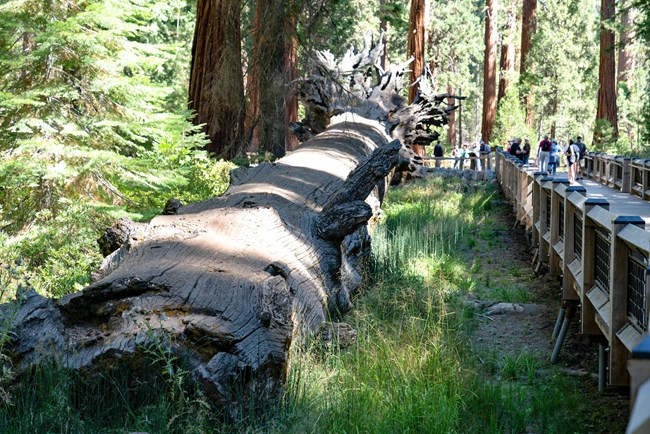 Un árbol de secuoya gigante caído y tendido junto a una cerca de madera y hierro. Sus raíces regatean en todas las direcciones a lo lejos.