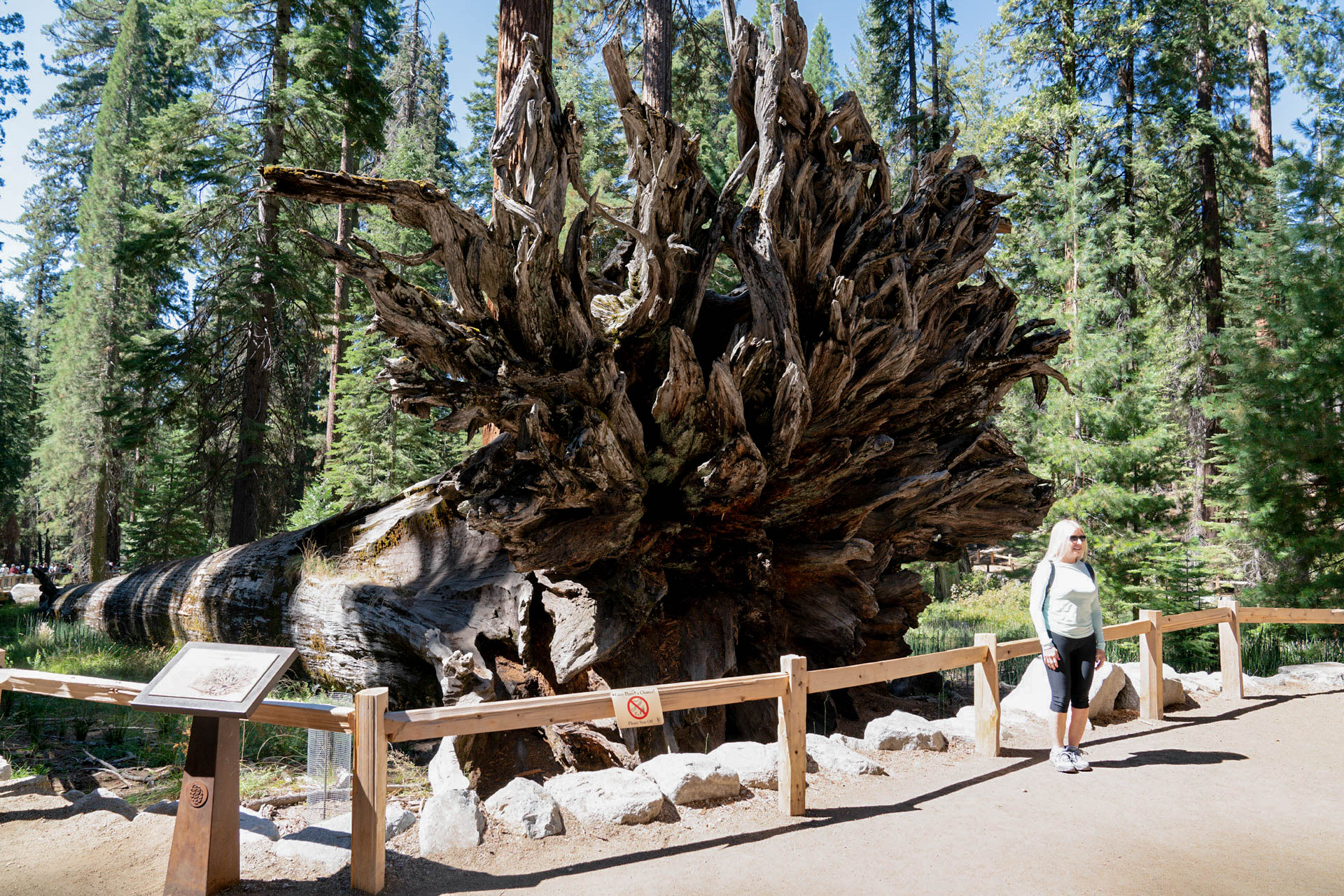 Recorrido del Circuito del Big Trees - Yosemite National Park (U.S. National Park Service)