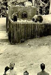 Three bears eat from a dump while visitors look on
