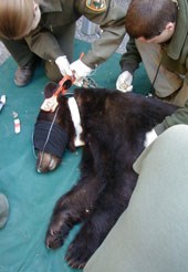 Two researchers lean over a sedated bear on the ground that is being tagged on its ear