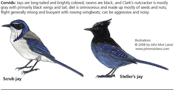 Birds of the Sierra: Steller's Jay