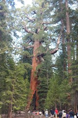 Sequoia Research Yosemite National Park Us National - 