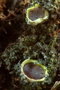 Lichen in a spiral shape