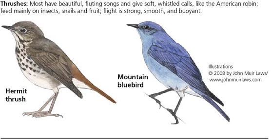 Hermit thrush on left and mountain thrush on right
