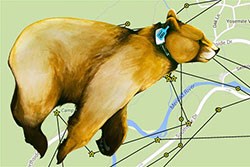 Illustrated bear with a collar superimposed over a GPS map of Yosemite