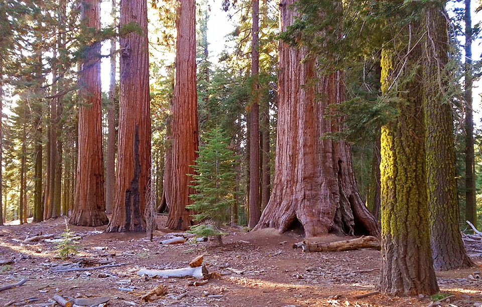 images of yosemite park redwoods