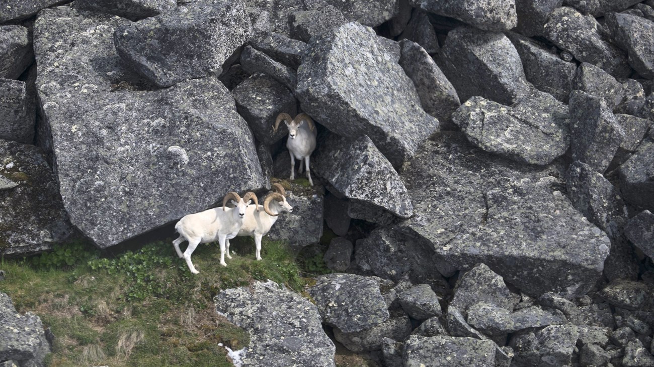 Aerial view of three Dall's Sheep rams among boulders