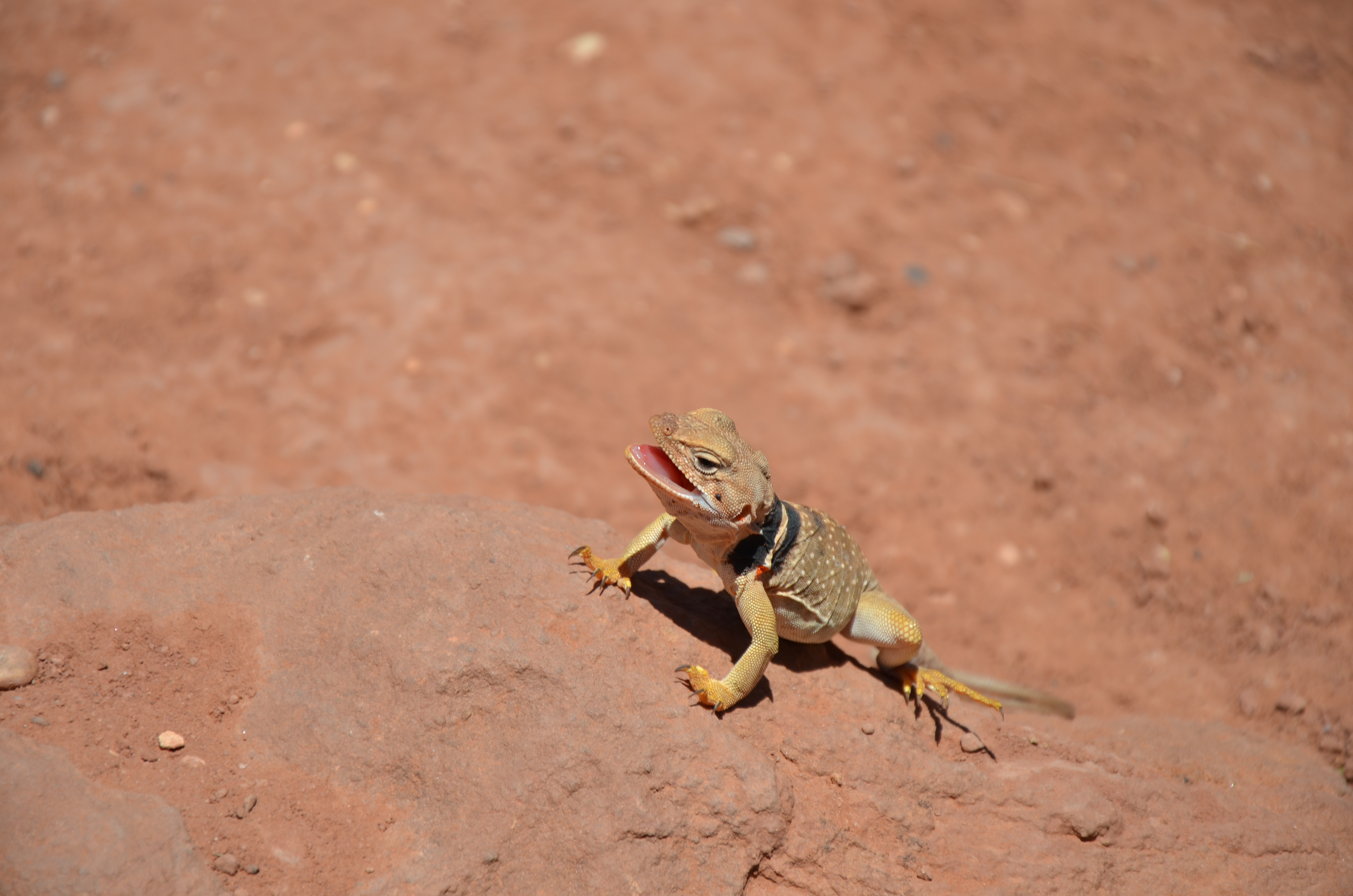 Reptiles - Zion National Park (U.S. National Park Service)